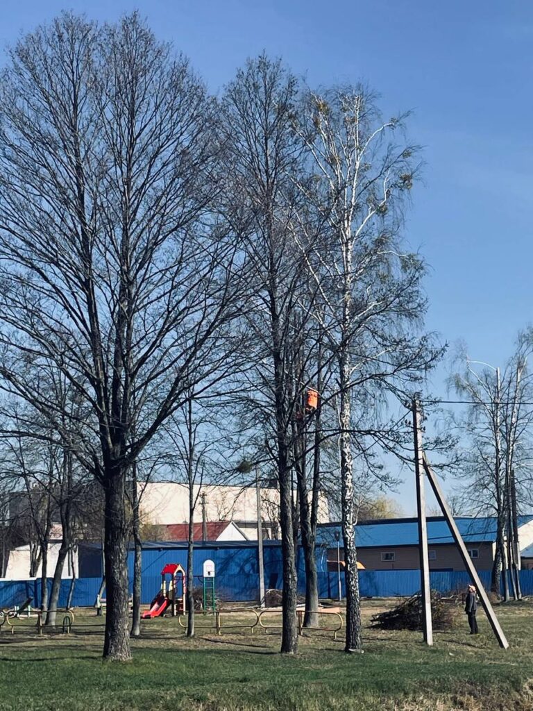Работы по санитарной обрезке деревьев