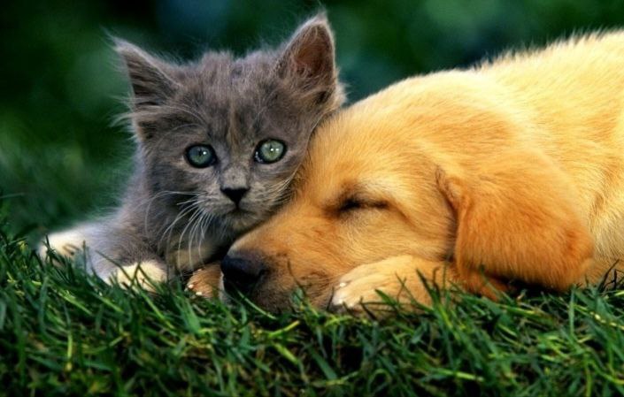 Вы завели домашнего питомца 🐈🦮 и даже уже придумали ему кличку?